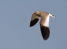 Sociable Lapwing