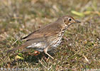 Song Thrush