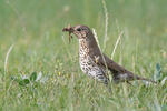 Song Thrush