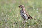 Song Thrush