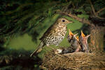 Song Thrush