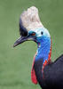 Southern Cassowary