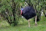 Southern Cassowary