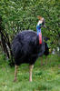 Southern Cassowary