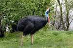 Southern Cassowary