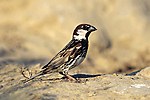 Spanish Sparrow