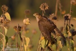 Sparrowhawk