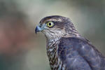 Sparrowhawk