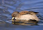 Speckled Teal