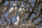 Spoonbill