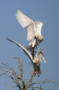 Spoonbill