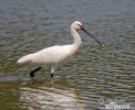 Spoonbill