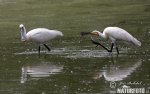 Spoonbill