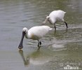 Spoonbill