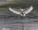 Spoonbill