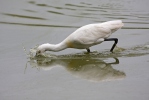 Spoonbill