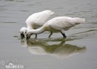 Spoonbill