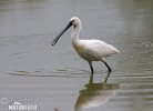 Spoonbill