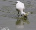 Spoonbill