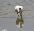 Spoonbill