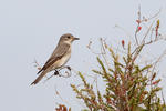 Spotted Flycatcher