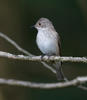 Spotted Flycatcher