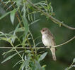 Spotted Flycatcher