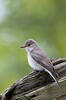 Spotted Flycatcher