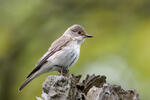 Spotted Flycatcher