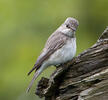 Spotted Flycatcher