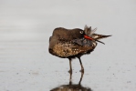 Spotted Redshank