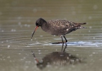 Spotted Redshank