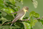 Spotvogel