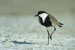 Spur-winged Plover