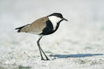 Spur-winged Plover