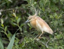 Squacco Heron