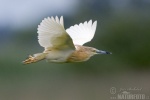 Squacco Heron