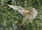 Squacco Heron