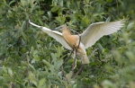 Squacco Heron