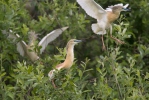 Squacco Heron