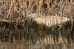 Squacco Heron