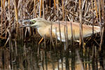 Squacco Heron