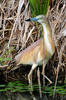 Squacco Heron