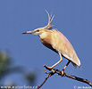 Squacco Heron