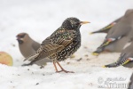 Starling