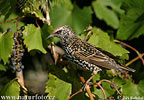 Starling