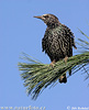 Starling