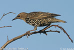 Starling