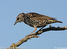 Starling