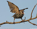 Starling